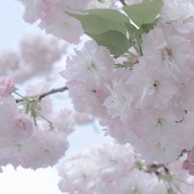 红河FurryQQ群介绍